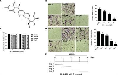 Sec-O-Glucosylhamaudol Inhibits RANKL-Induced Osteoclastogenesis by Repressing 5-LO and AKT/<mark class="highlighted">GSK3β</mark> Signaling